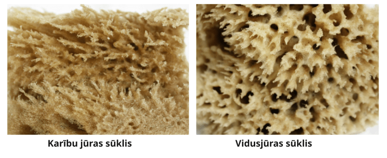 Vidusjūras sūklis